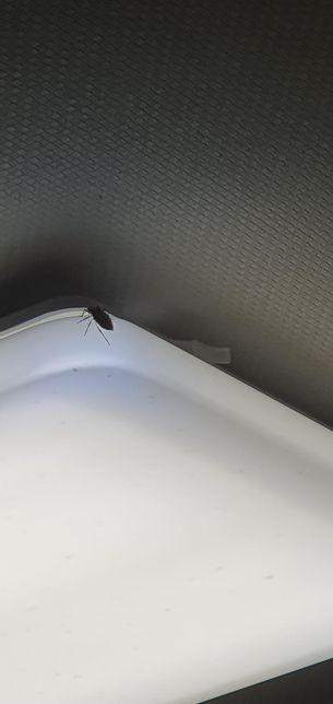 이 벌레 이름이 어떤건지 아시는분 계실까요?의 0번 째 이미지