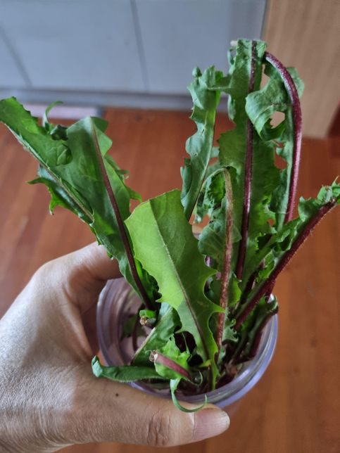 급)이게 풀인가요? 쌈채소인가요?의 0번 째 이미지