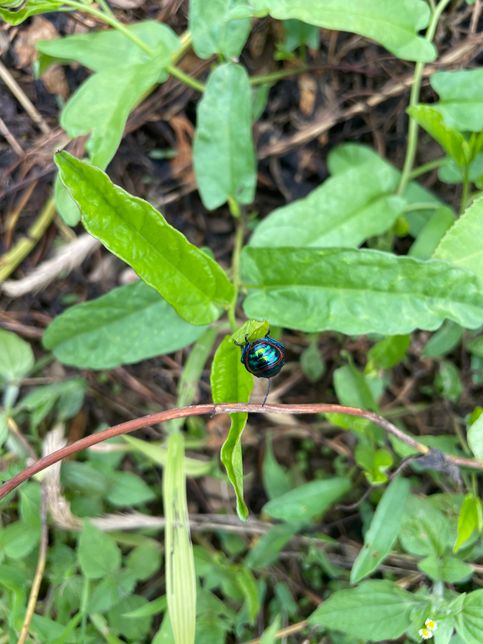 이거 무슨 벌레인가요 ???????의 0번 째 이미지