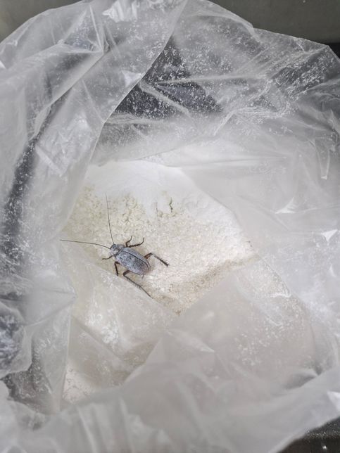 이 벌레는 도대체 어떤 벌레인지 궁금합니다.의 0번 째 이미지