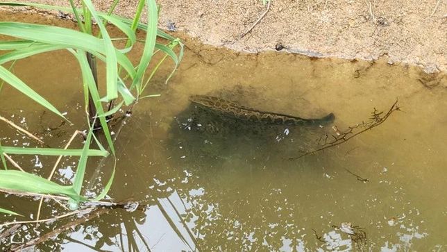 가물치는 왜 육지 근처의 얕은 물에서 알을 낳고 새끼를 키워요?의 2번 째 이미지