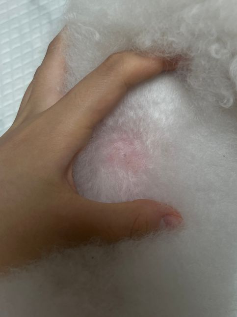 강아지 등에 지방층염 확률 좀 봐주세요의 1번 째 이미지