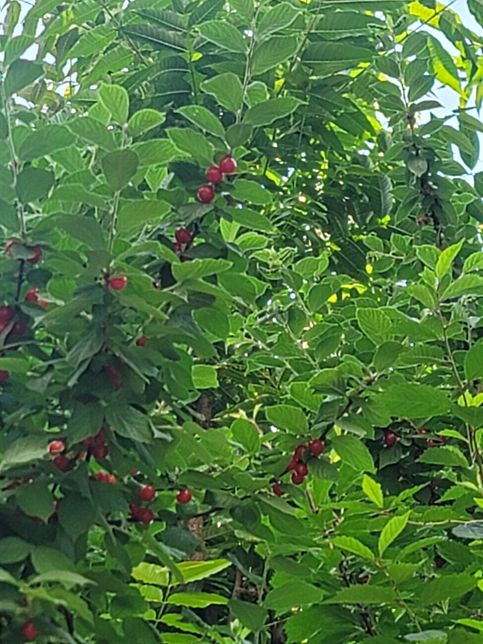 근무지에서 이런 열매를 주워왔습니다.의 1번 째 이미지