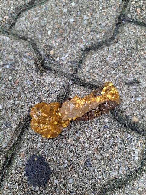 사진과 같은 강아지의 대변이 문제가 있는 것인지의 2번 째 이미지