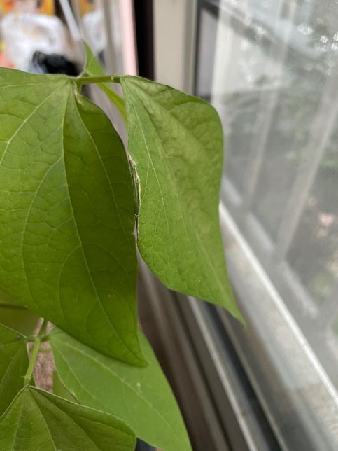 강낭콩을 키우고 있는데 잎이 마르기 시작했는데 이유가 뭘까요?의 2번 째 이미지