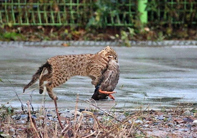 삵은 왜 봄과 여름보다 가을과 겨울에 식물들이 마르는 시기에 활발하게 더 많은 장소에서 사냥을 하나요?의 2번 째 이미지