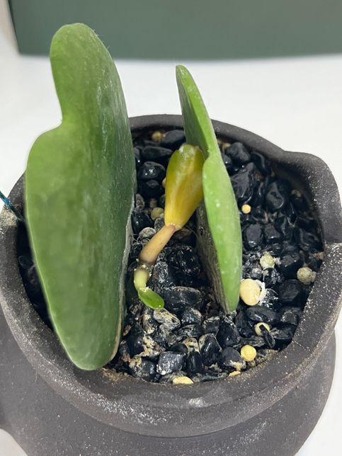 하트호야 번식이 맞나요 어떻게 해줘야할까요의 1번 째 이미지