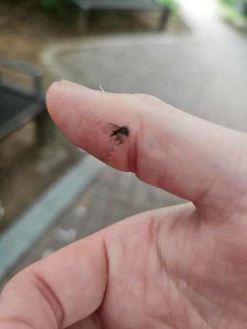 이거 혹시 무슨모기인가요?사진있어요의 0번 째 이미지