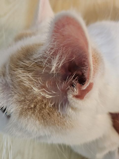 저희집 고양이 귀좀 봐주세요~왼쪽귀를 자꾸 간지러운지 자기손톱으로 긁어서 벌겋게 되었는데 왜그럴까요?의 2번 째 이미지