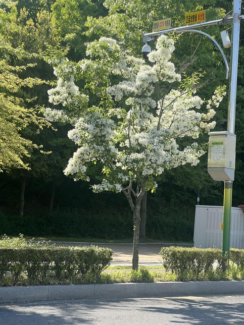 사진속에 꽃나무 이름이 뭔지 알려주세요의 0번 째 이미지