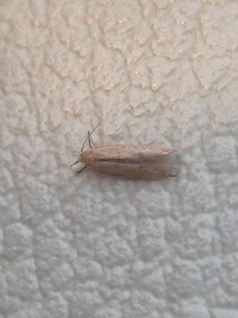 이건 무슨 벌레인가요 화랑곡나방인지 헷갈립니다의 0번 째 이미지