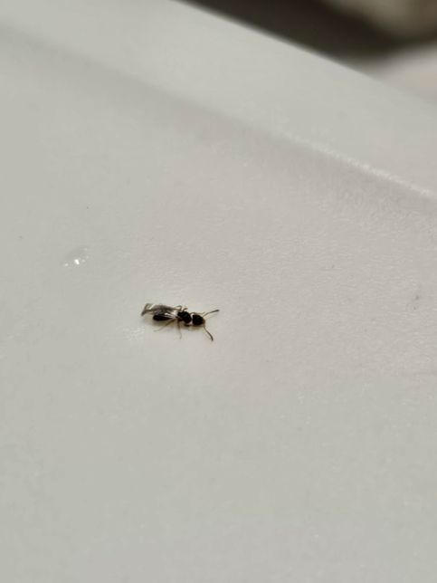 이 사진이 개미가 맞나요? 요즘 집에서 계속니오고 애기도 물고 어른도 물고 하는데 어떻게 퇴치해야되나요?의 1번 째 이미지