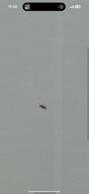 이게 무슨 벌레인가요? 사진있습니다의 0번 째 이미지