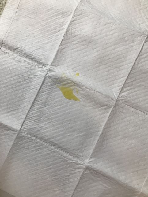 강아지 소변양이 너무 작습니다 (신장결석)의 0번 째 이미지