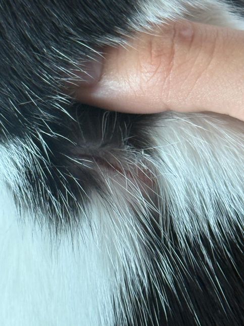 고양이 뒷 목덜미쪽 긁힌? 상처가 있습니다의 0번 째 이미지