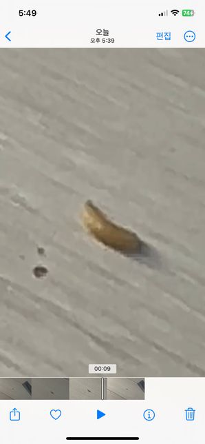 집안에서나온 애벌레같은 벌레 뭔가요의 0번 째 이미지