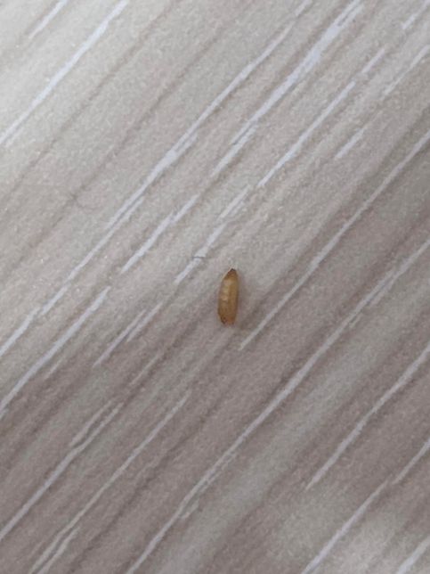 이거 무슨 벌레인가요? 궁금합니다.의 0번 째 이미지