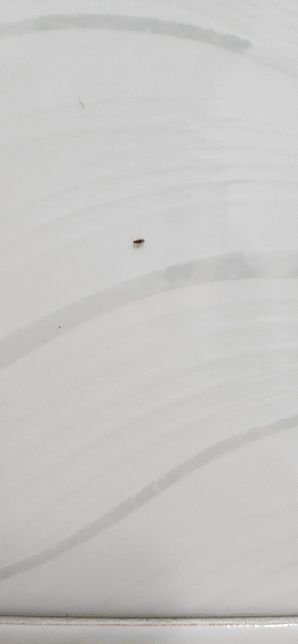 혹시 이게 어떤 벌레인지 알 수 있나여..?의 0번 째 이미지