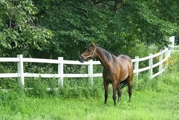 개와 말, 소 뿐만 아니라 돼지도 사람을 공격할 수 있는 무서운 가축인가요?의 1번 째 이미지