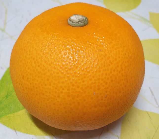 명절에 선물받은 이 과일이름이 궁금합니다.의 0번 째 이미지