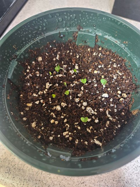바질 싹이 올라온 다음 물주기는 어떻게 해야하나요?의 0번 째 이미지