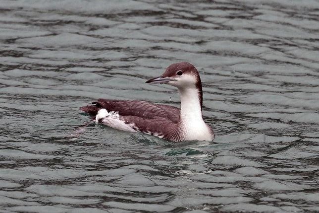 우리나라 국내에 아비도래지는 왜 거제도에 집중되어 있나요?의 2번 째 이미지