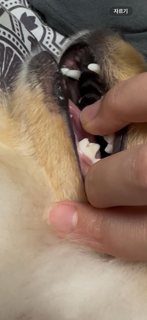 강아지 이빨 잇몸이 흔들려요 원래 그런가요 ?.̊̈의 1번 째 이미지