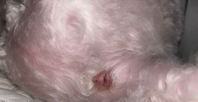 어제 저녁부터 강아지가 똥꼬를 너무 핥아요의 0번 째 이미지