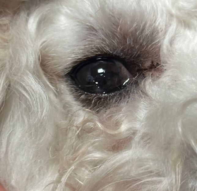 강아지 눈에 이물질 같은거 백내장인가요?의 0번 째 이미지