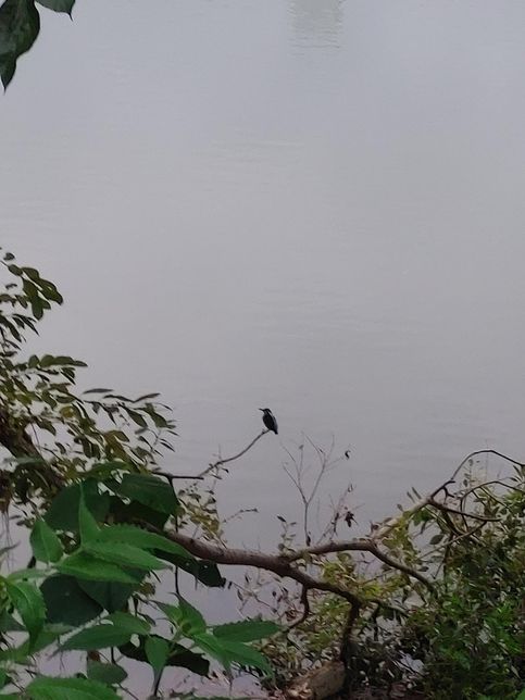 물총새는 왜 비가 오는 날 물 근처 나뭇가지 위에 앉아서 사냥을 선호하게 되었나요?의 0번 째 이미지