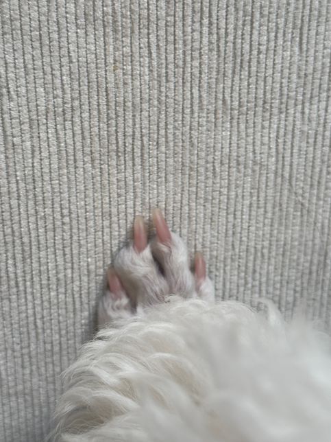 강아지 발톱이 안쪽으로 휘어졌어요.의 2번 째 이미지