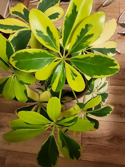 홍콩야자 잎이 노랗게됐어요 정상인가요?의 0번 째 이미지