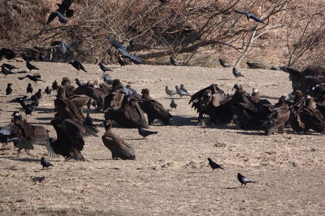 수달이 물가에서 맹금류와 마주친다면 영역이나 물에 대한 싸움이 일어날까요?의 2번 째 이미지