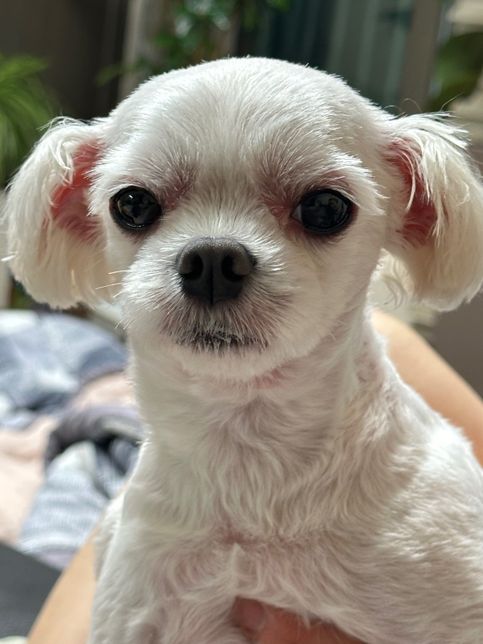 강아지 눈주변이 붓고 빨개지는데 알러지일까요?의 1번 째 이미지