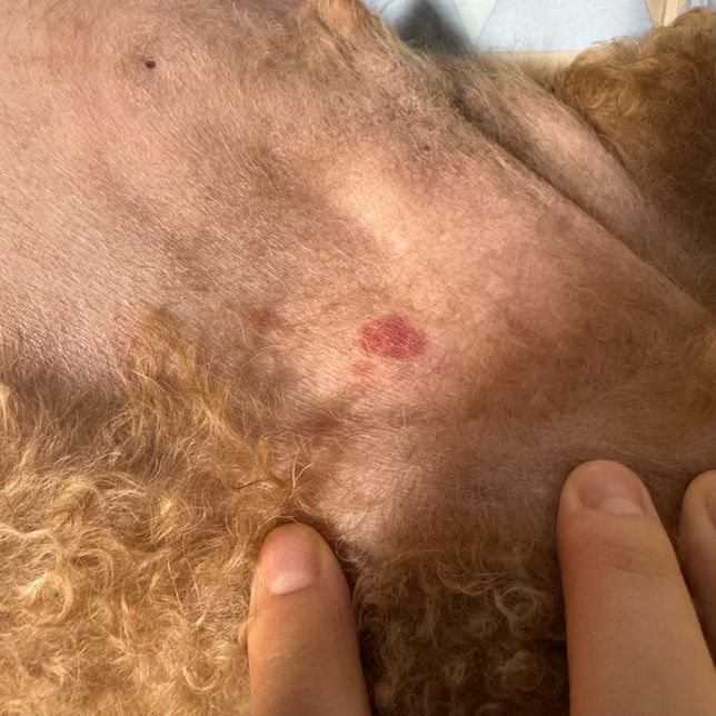 동물병원에서 진단 누락? 오진단?시 어떤 조치를 취할 수 있나요?의 1번 째 이미지