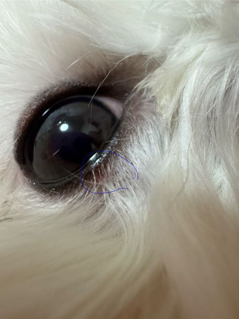 강아지 눈 점막 자극? 빨개짐———-의 1번 째 이미지
