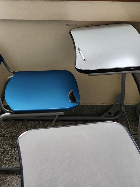 이 새는 이름이 뭔가요 소리나길래 왔는디의 0번 째 이미지