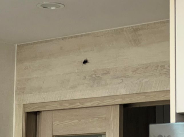 바퀴벌레 사진좀봐주세요 극혐주의ㅠ의 0번 째 이미지