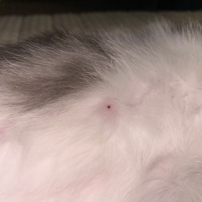 고양이 젖꼭지 상처 난거 같은데 괜찮은가요?의 0번 째 이미지