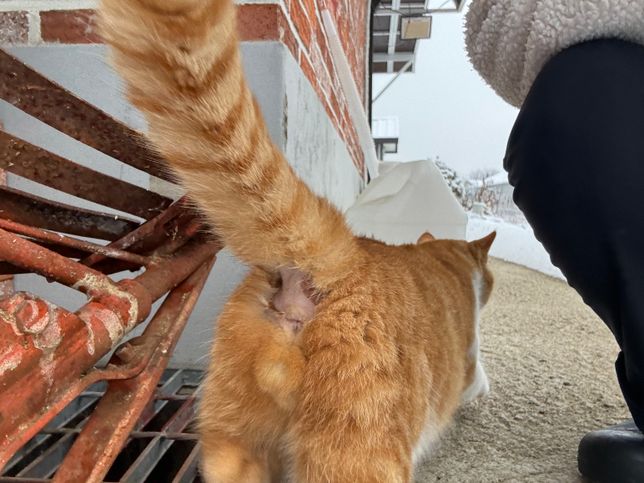 고양이 꼬리 밑이 갑자기 털이 빠져있어요의 0번 째 이미지