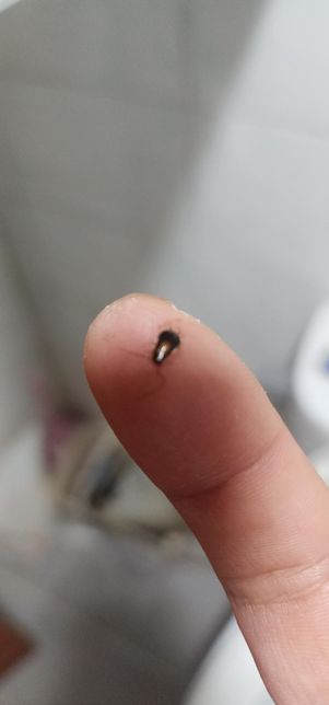 이 벌레 바퀴벌레인가요? 하루 2마리씩 거의 보이는거 같아요의 0번 째 이미지