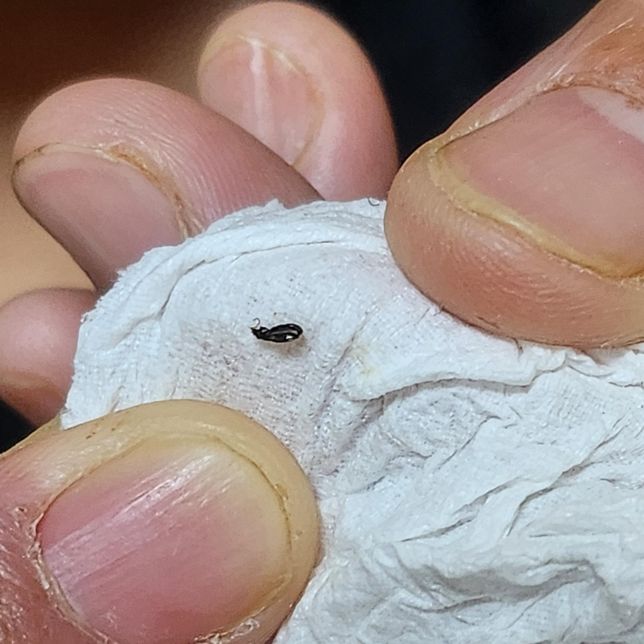 이 조그맣고 까만 벌레 뭔지 아시나요?의 1번 째 이미지