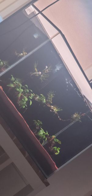 아누비아스 나나 잎이 녹아서 잎사귀 밑에만 잘라줬는데요의 0번 째 이미지