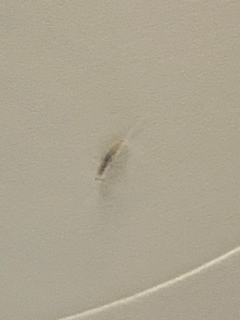 두루마리휴지에서 나왔는데 이 벌레 이름이 뭔가요??의 1번 째 이미지