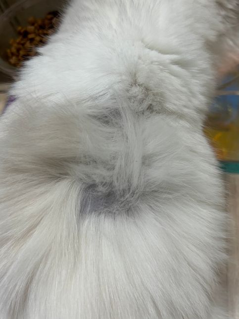 6개월 랙돌을 키우고 있는데요 사진에 보이는 부분에선 파랗거나 실버로 보이는 털이 나오나요?의 0번 째 이미지