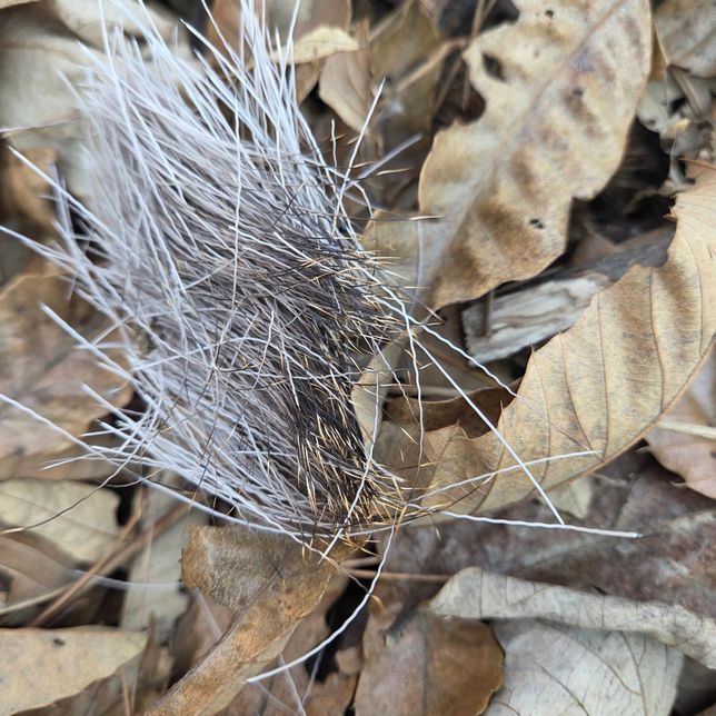 사진속에 있는것이 무엇인가요? 산에 있었어요의 1번 째 이미지