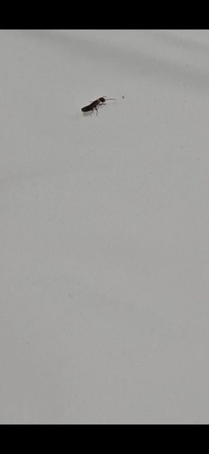 이 개미? 벌레들 이름이 뭐고 왜 생기는지 알려주세요의 2번 째 이미지