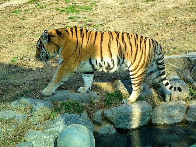 정말 초식동물도 육식동물처럼 사람을 더 많이 죽였던 역사가 있었나요?의 1번 째 이미지