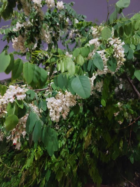이건 무슨 나무 꽃일까요 ?? 알려주세요의 0번 째 이미지