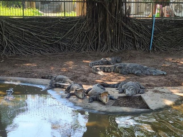 멸종위기 동물들을 복원할 때 암컷과 수컷을 결혼시키는 방법은 어떤 장소에 풀어서 적응을 하게 키워야 되나요?의 3번 째 이미지